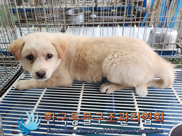 한국동물구조관리협회_441414202300731